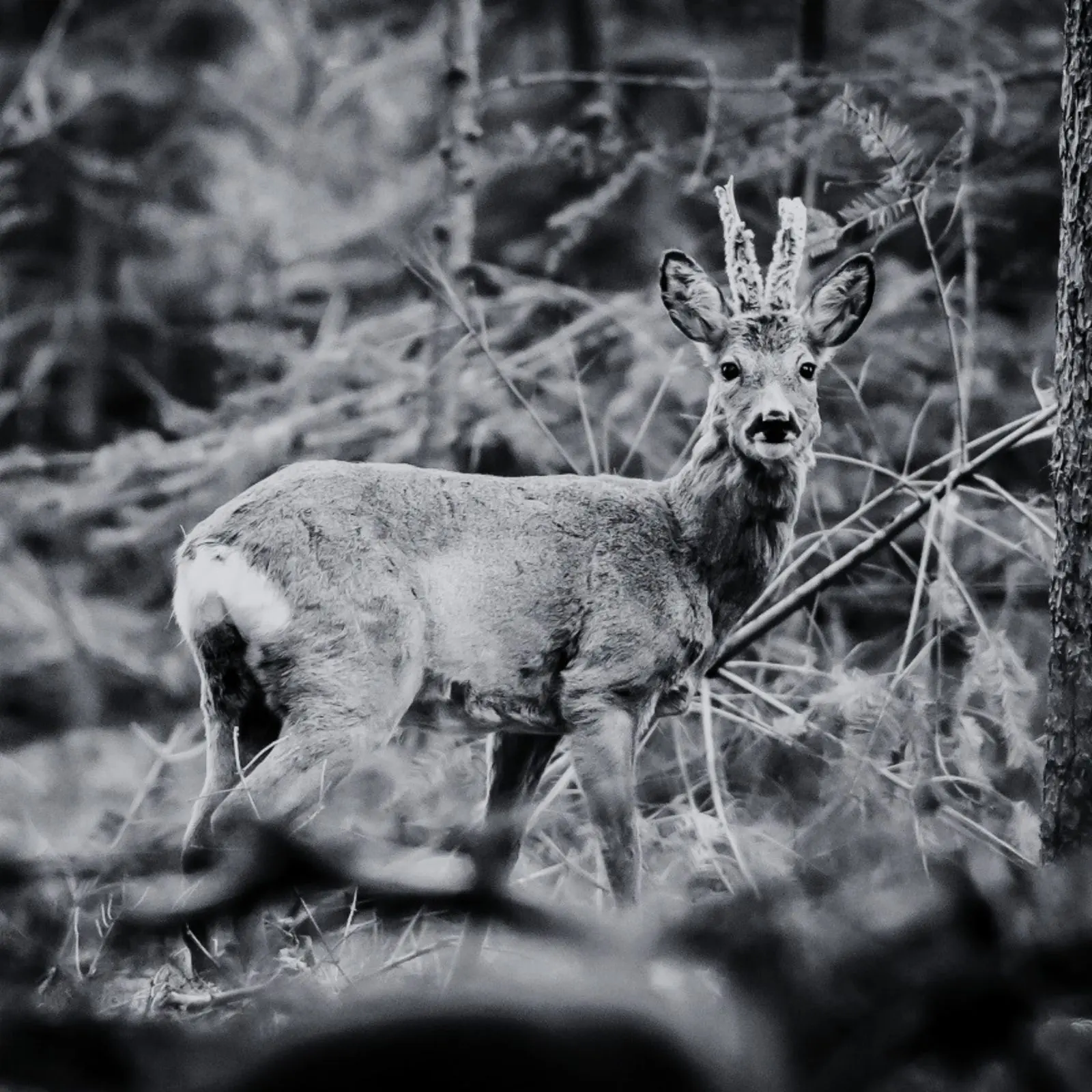 Sika deer in UK woodland, representing ethical wild meat harvesting and sustainable venison sourcing